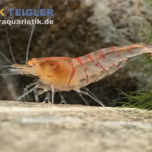 Top-Angebot Rote Tigergarnele "Orange Eye", Caridina mariae "Red"